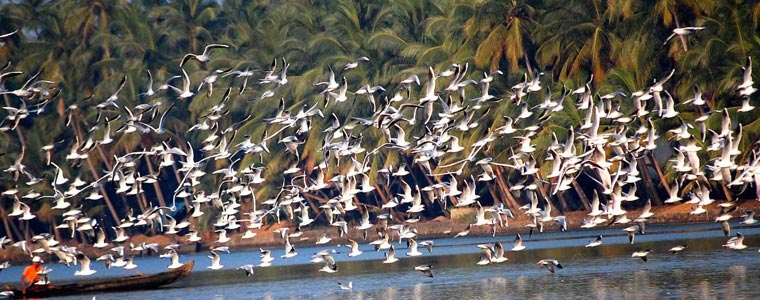 Bird Watching And Wildlife Tours