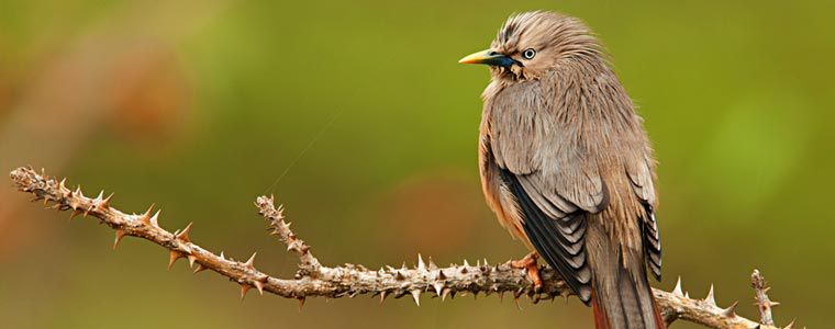 Birding In The Hills And Mountains Of India